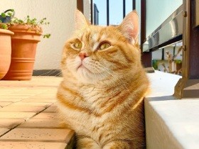 毎朝センパイ猫たちと、ベランダのこの溝にはまるのが日課　ブリショー「ロッシーニ」