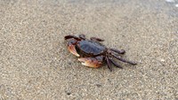 （ToYoPHoTo/stock.adobe.com）※画像はイメージです