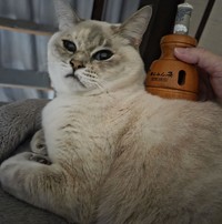 慢性の結膜炎で、いつも涙目だったのですが、お灸で症状が軽くなりました。