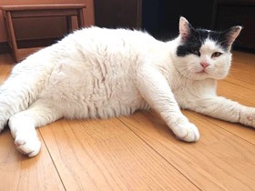 もう動きたくない猫　大満足のペロリ顔の猫も〈sippoおもしろ写真〉