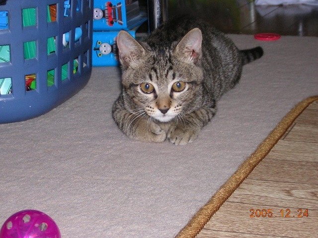 お迎えから1ヶ月後