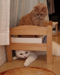 こっそり下にもぐりこんで…気づかれていないかな！？（画像提供：もろとむく@まるかさん）