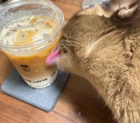 カップの表面をペロリ！ 水滴を舐めるクウちゃん（画像提供：Daiさん）