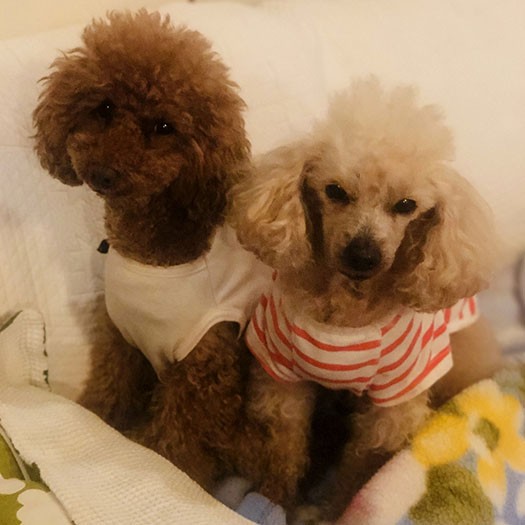 幼いうちに繁殖場で不要とされた子と、繁殖を経てブリーダー崩壊で保護された子……縁があって今は一緒に暮らす（理恵さん提供）