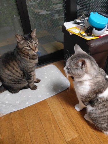 「モンジくん、仲良くしてね」（信之さん提供）