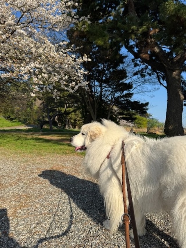 「犬も子どもも、どちらも社会の中で安全に共存していけるといいですね」と投稿者さん（画像提供：セレネちゃんの飼い主さん）