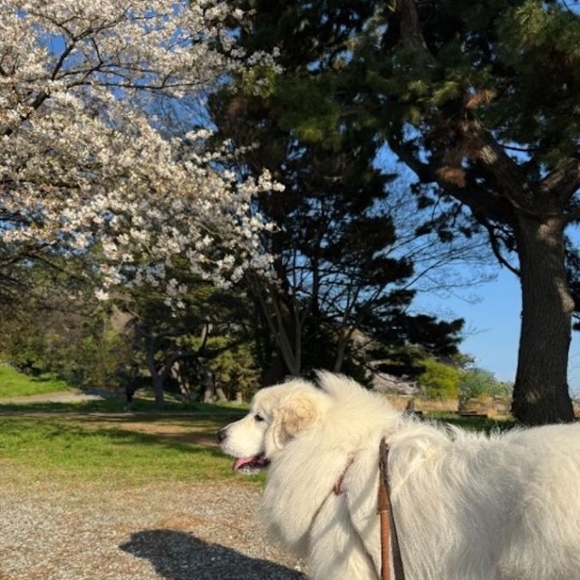 「犬も子どもも、どちらも社会の中で安全に共存していけるといいですね」と投稿者さん（画像提供：セレネちゃんの飼い主さん）