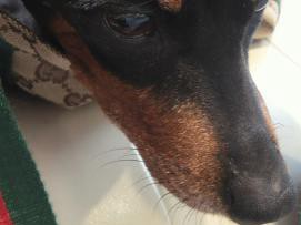 「ピン」という名をつけた訳　我が家に来て早々、「不良品」？