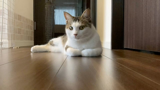 伸びた足がセクシーなえんちゃん。香箱座りを崩してみました