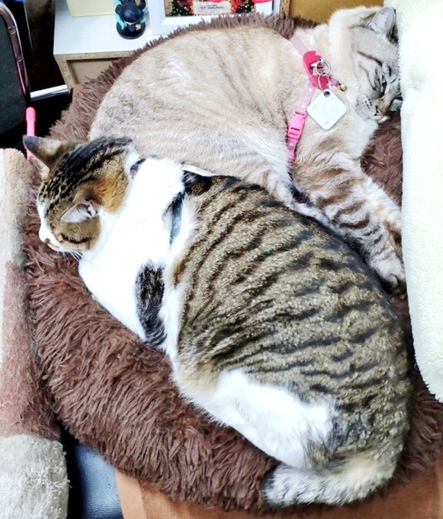 仲良くくっ付いて眠る（手前から）先住のまるくんとリオくん（画像提供：めかりんまるさん）