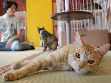 保護猫カフェで楽しく猫助け　ここでは猫が大統領！？　