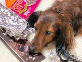 犬や猫にチョコは絶対食べさせないで！　カカオ含有量が多いほど危険、少量で重症化も