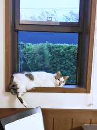 お気に入りスポットのひとつ。窓辺で寝そべるみぃ～みぃ～ちゃん（画像提供：みぃ～みぃ～ちゃんとジャミラズさん）