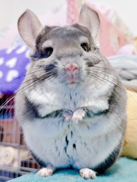 つぶらな瞳が愛らしいプリンちゃん（画像提供：プリンさん）