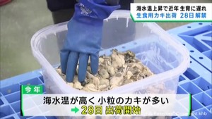 宮城県産生食用カキ　出荷開始は１０月２８日　海水温上昇で生育遅れの影響