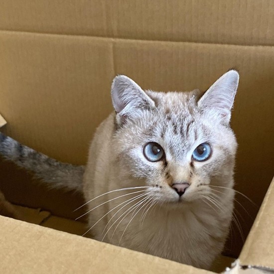 いたずらしてるの見つかったにゃ