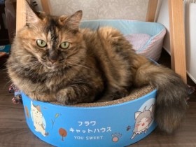 50代後半ひとり暮らし　あえて大人の猫を迎えて手に入れた最高の幸せ