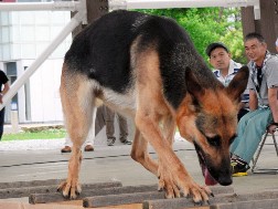 災害救助犬って？　訓練デモ　障害物越え、人を探し当て