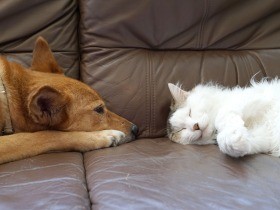 行き倒れのおじいちゃん猫は保護犬たちをリラックスさせる天才