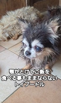 5センチを超える腫瘍があるというチワワの男の子（北村さん提供、Instagramよりキャプチャ撮影）