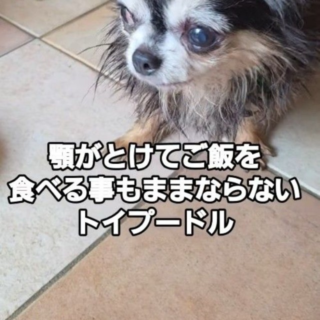 5センチを超える腫瘍があるというチワワの男の子（北村さん提供、Instagramよりキャプチャ撮影）
