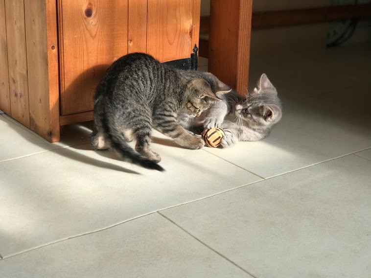 譲渡を待つ姉妹（かよこさん提供）