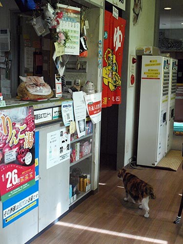 カウンター裏にも、猫たちのくつろぎスペースが設けられていた