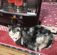 ストーブ前がお気に入り