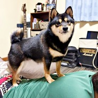 パパの背中をマッサージ！？ 登頂したこまちちゃん（画像提供：黒柴 こまちさん）