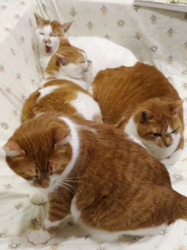 先住保護猫ファミリー(母猫きなこ、息子のたまねぎ、娘のしろねぎ)とも仲良く(友さん提供)