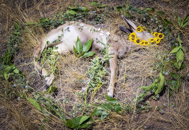動物の死骸に花や葉を飾り、追悼の「メモリアル」をしている（アマンダ博士提供）