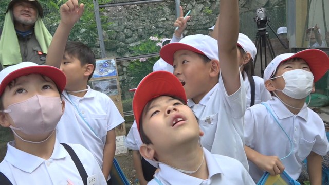 小学生が国蝶「オオムラサキ」を間近に観察　香川・小豆島