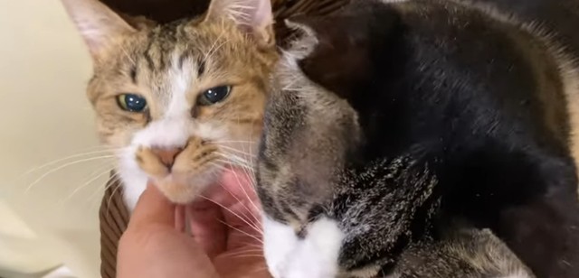 愛称は「ぺぇ」。愛称で呼ぶと、「ぺぇ！」と返事をしてくれていた