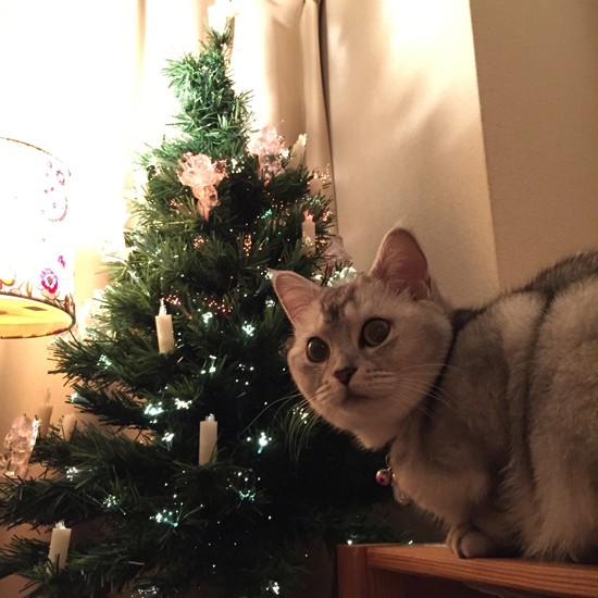 くっちゃんはおとなしく眺めるだけ（アヤさん提供）