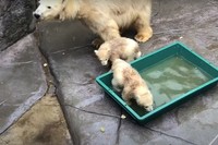 トロ舟のプールに興味津々（提供＝仙台市八木山動物公園）