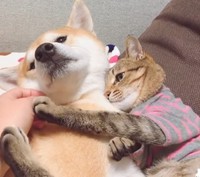 柴犬のHaluくんとMugiくん（「halu4809」さん提供、Instagramよりキャプチャ撮影）