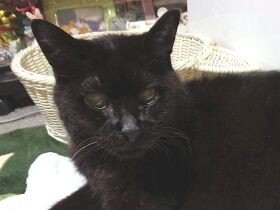 涙の「別れ」からミラクル復活した21歳の黒猫　はしご車でレスキューされた経験も