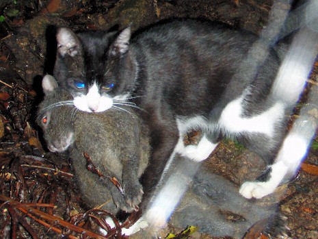 「ノネコ」防止に　飼い猫にチップ、屋外飼育なら手術も義務化