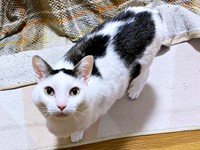 「遊んで！」 飼い主さんにアピールするしょうたくん（画像提供：きよダブシャインさん）