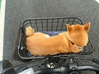 自転車の前カゴに乗った小雪ちゃん（画像提供：柴犬 小雪さん）