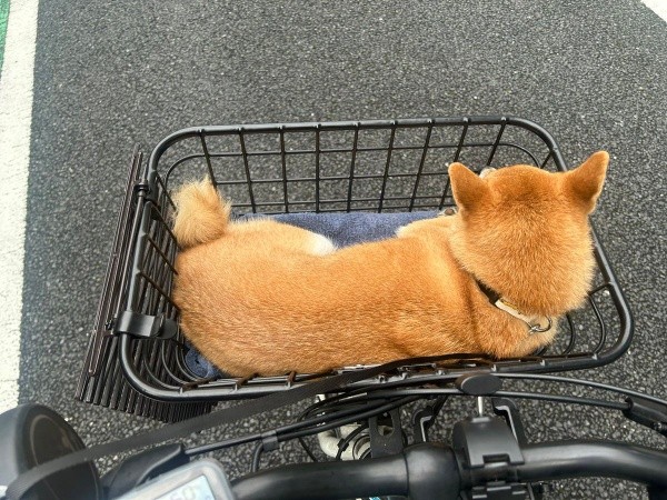 自転車の前カゴに乗った小雪ちゃん（画像提供：柴犬 小雪さん）