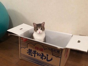  【動画あり】孤高のばあやに優しい孫ができた　老猫１匹と子どもの猫２匹の生活(２)
