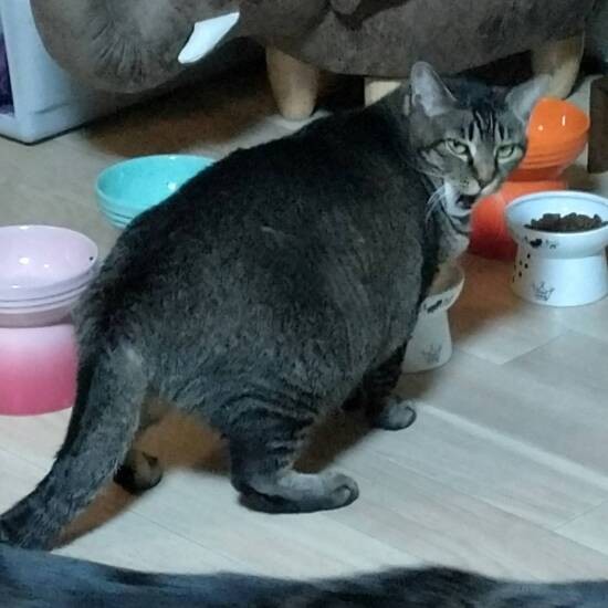 今は体がド迫力。プロテニスプレーヤーの大坂なおみから名をもらい、一緒に保護した子猫はナダルやジョコビッチなどの名にした。でも獣医さんには「ナオミって渡辺直美でないの？」といわれたとか（亜妃さん提供）