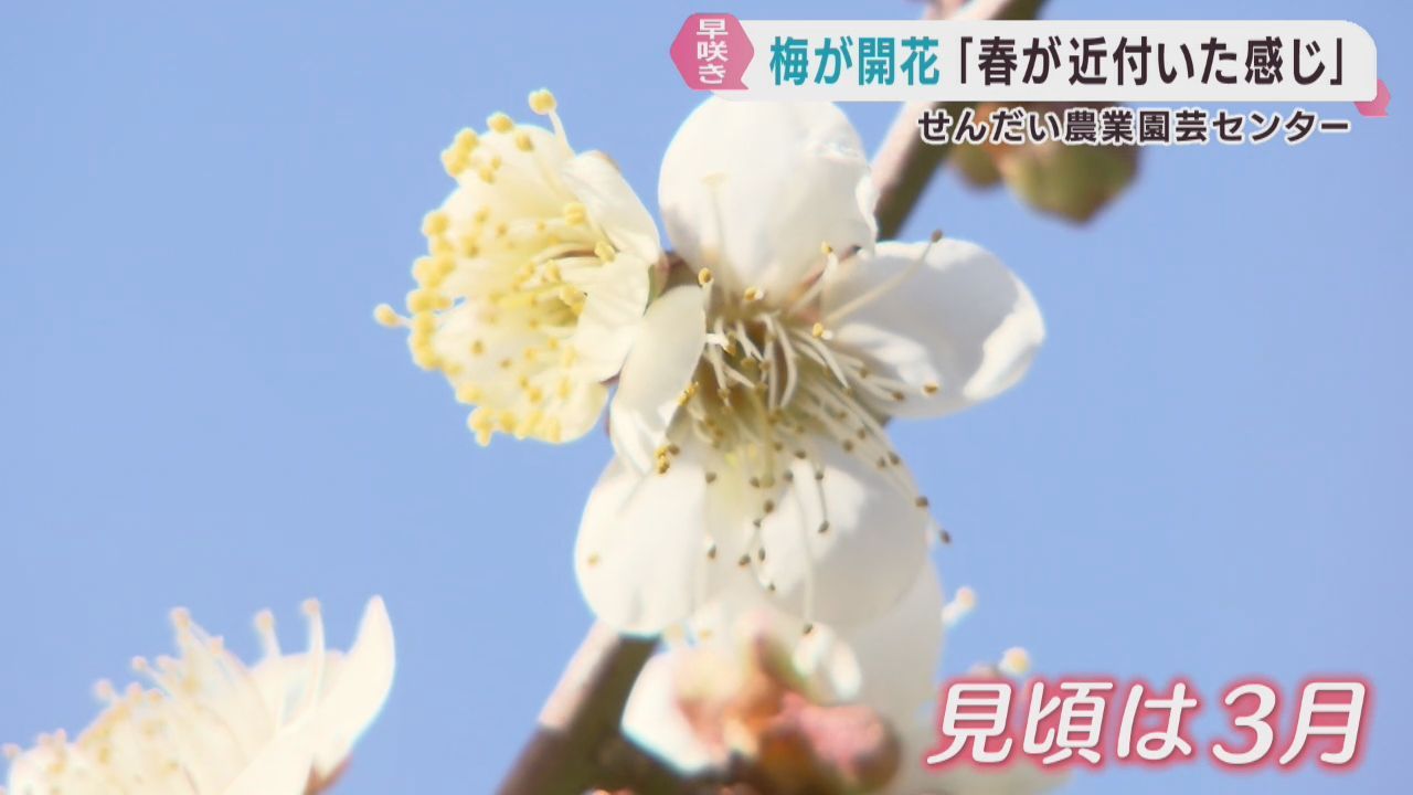 寒さの中で早咲きの梅が早くも開花　せんだい農業園芸センター