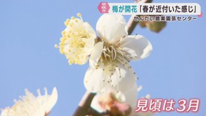 寒さの中で早咲きの梅が早くも開花　せんだい農業園芸センター