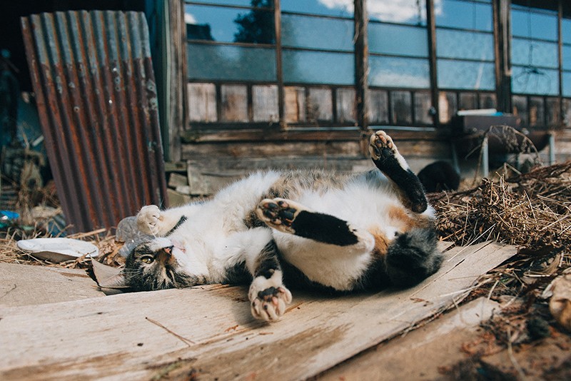 背後の建物は数か月後に解体。寝床を失った「シマジロー」は保護対象に（2017年3月11日撮影）