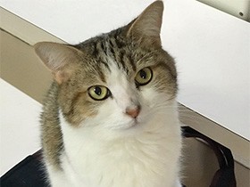 庭で散歩するといきいき　ツンデレな猫「アルト」