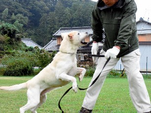 災害救助犬、がんばるワン！ 団体活動開始から２０年