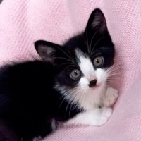 お迎えしてまもないころ、きゅるんとした瞳がキュートなかごめちゃん（画像提供：minato.kさん）