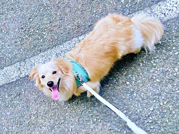 朝散歩中のとろろくん。にっこり笑顔がかわいすぎる！（画像提供：ポメックスのとろろくん）